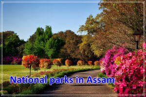 national parks in Assam